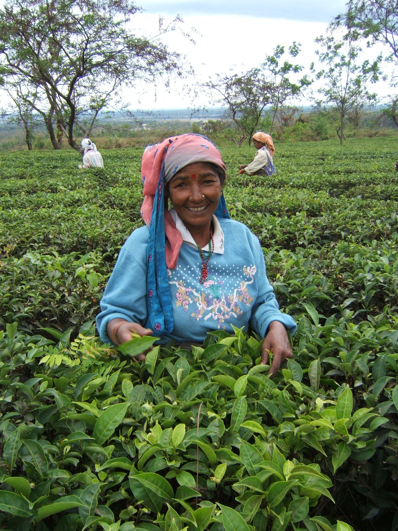 Tea Garden Image 2