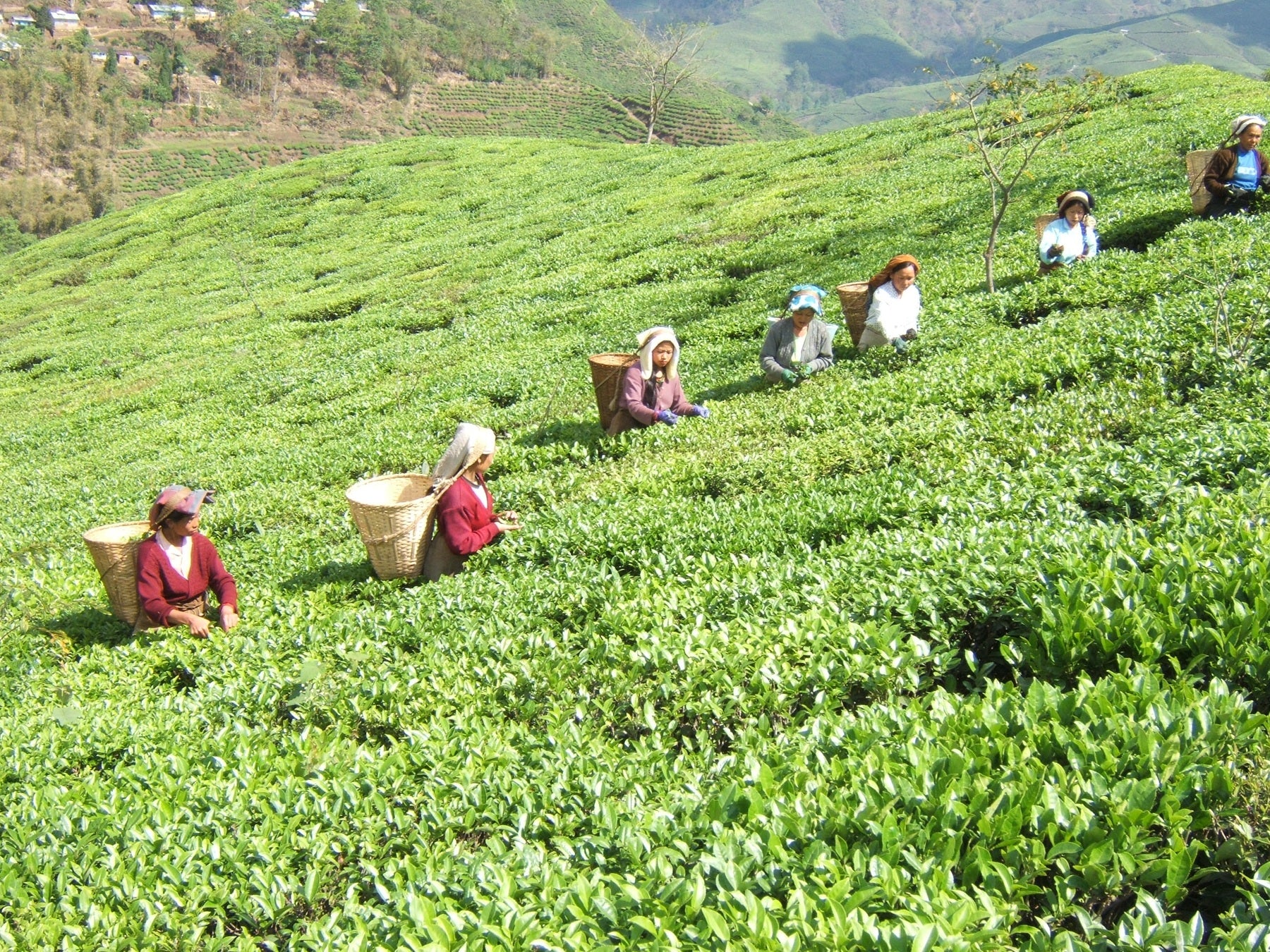 Tea Garden Image 3