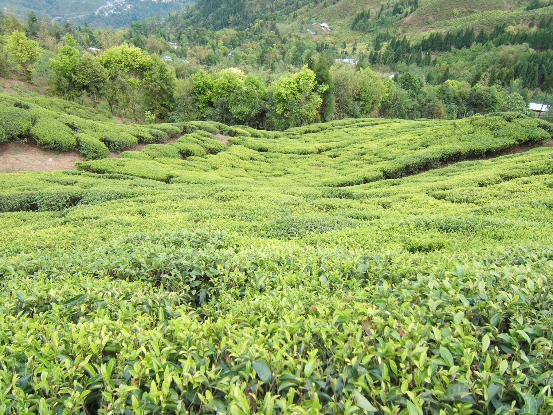 Tea Garden Image 5