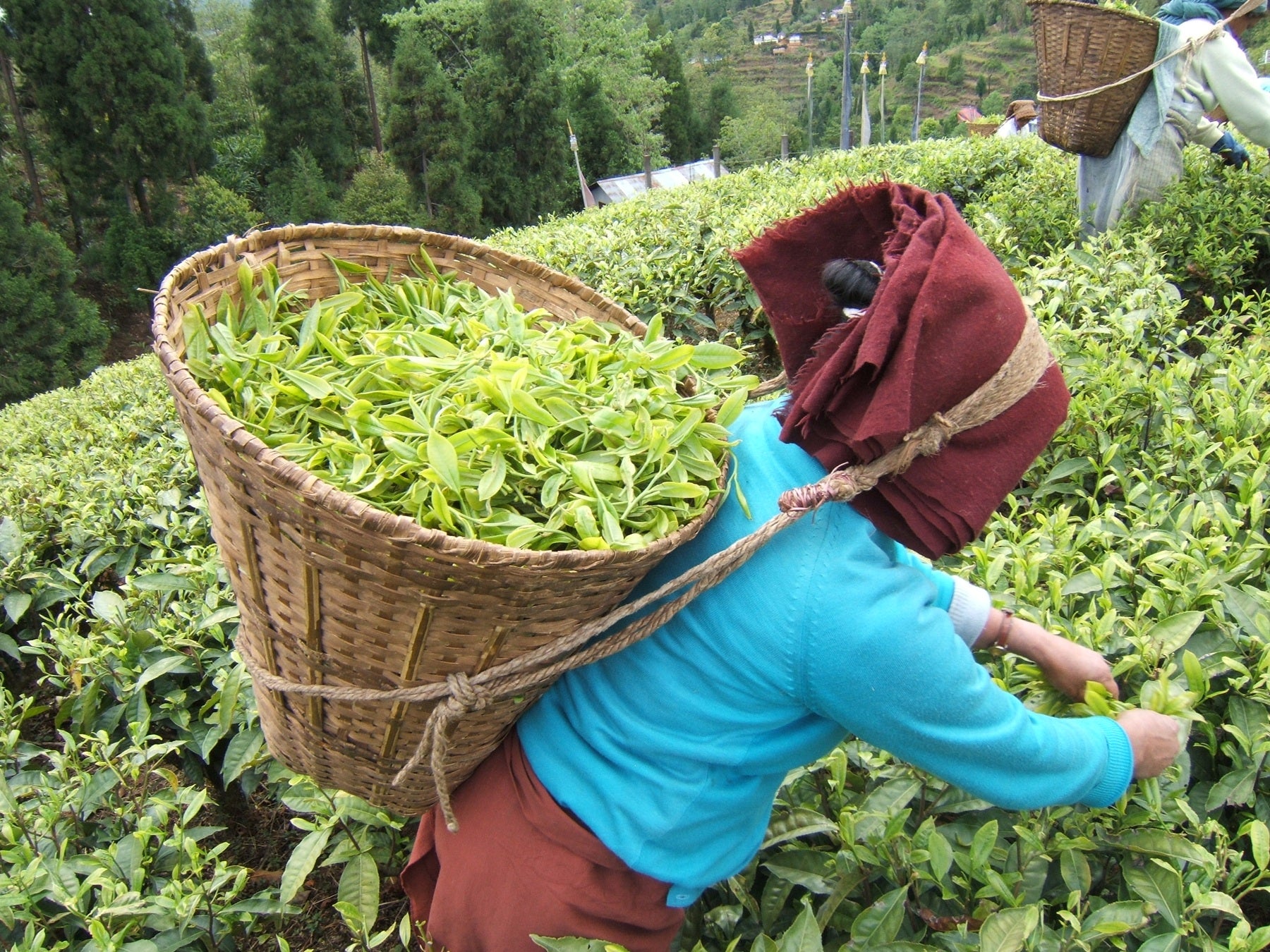 Tea Garden Image 6