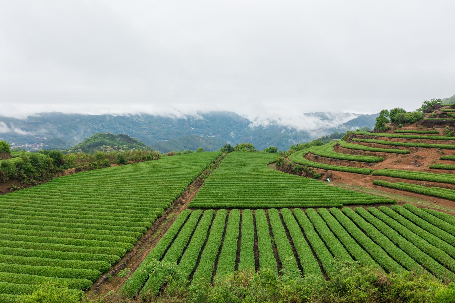 Tea Garden Image 3