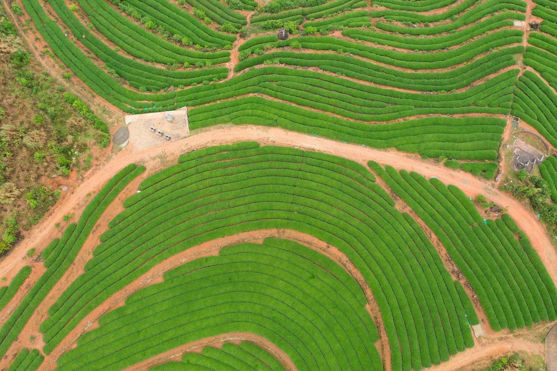Tea Garden Image 4