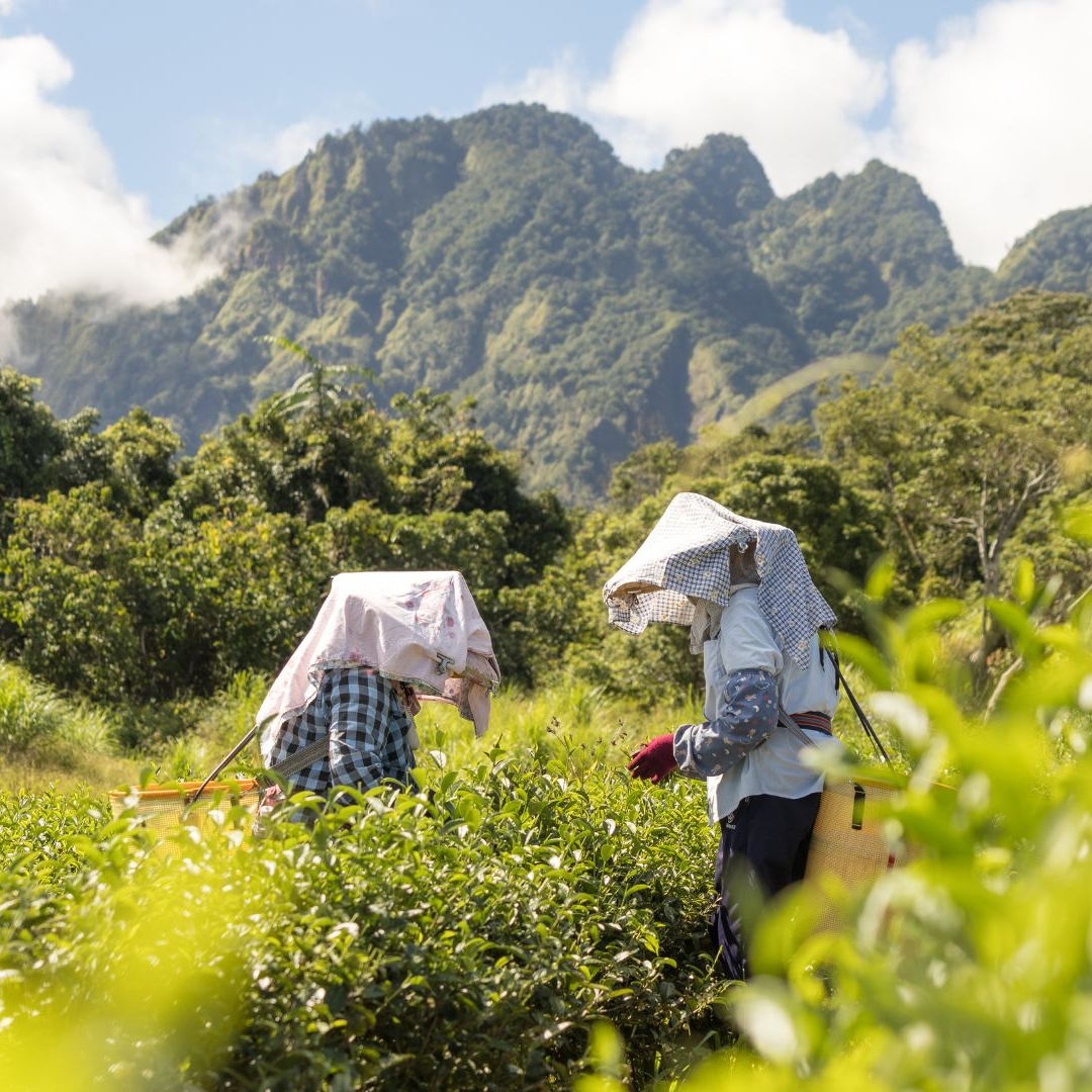 Two people wearing protective gear in a lush green field with mountains in the background